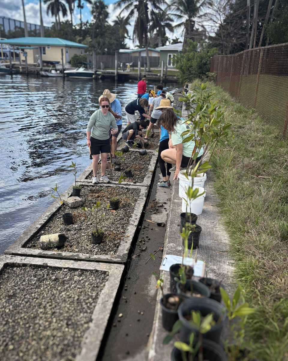 FTLCityNews's tweet photo. FTL, the @NewRiverMiddle School Eco Sharks club is taking marine science out of the classroom!
ICYMI: last weekend, they planted 75 mangroves behind their school.
A huge thank you to:
- The Coastal Conservation Association of Florida for providing mangroves
- Volunteers from the Urban Farming Institute for assisting in planting
- The Eco Sharks Club for being the change they want to see in the world.
📍   New River Middle School (3100 Riverland Rd)