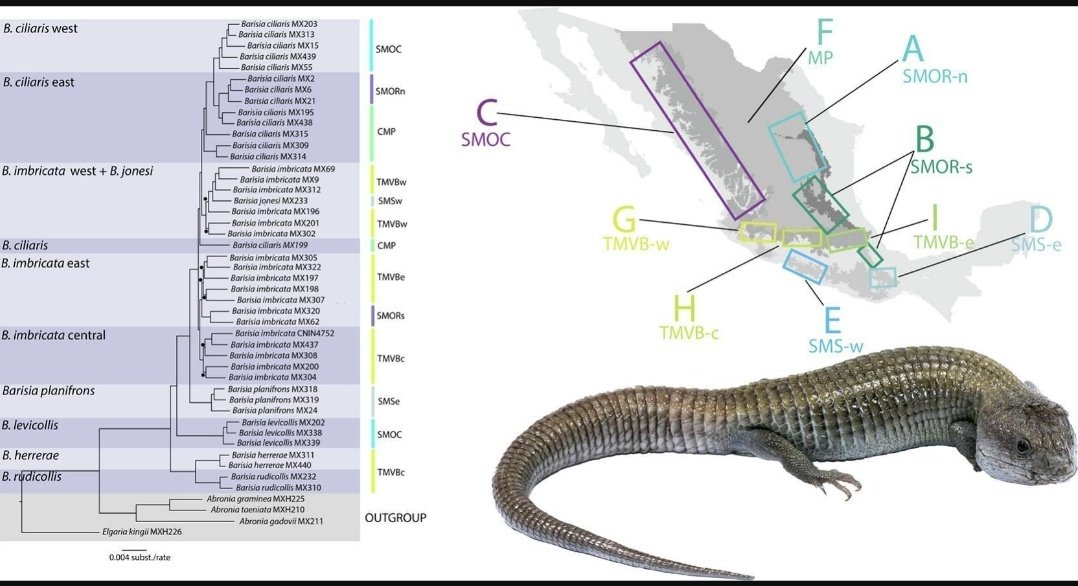 ValSalinasRamos's tweet photo. UCE phylogenomics reveals orogenic vicariance and introgression shapin... https://t.co/JeYC9vfaln https://t.co/NLdDuwJpgu