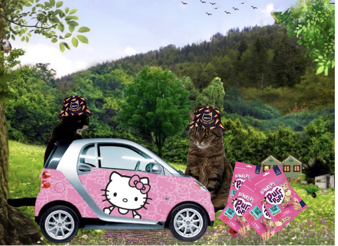 Millie 😸 📚 💚 🦔 tweet media