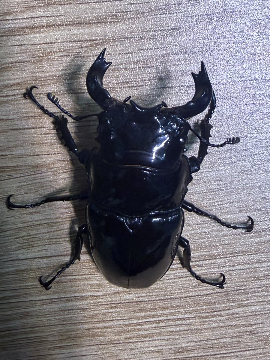 もりくわ☀︎やまめだか tweet media