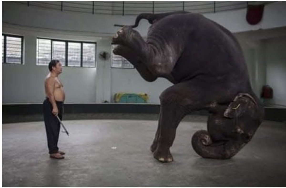 Behind the scenes of Circus Training 🐘 unnatural headstand on a concrete floor weight 5000 Kg🐘🎪 the Brutality is Real Wild animals are meant for forests and freedom, not humiliation for human amusement. 🐘💔circuses hurt animals <a href="/ftwglobal/">Free The Wild</a>