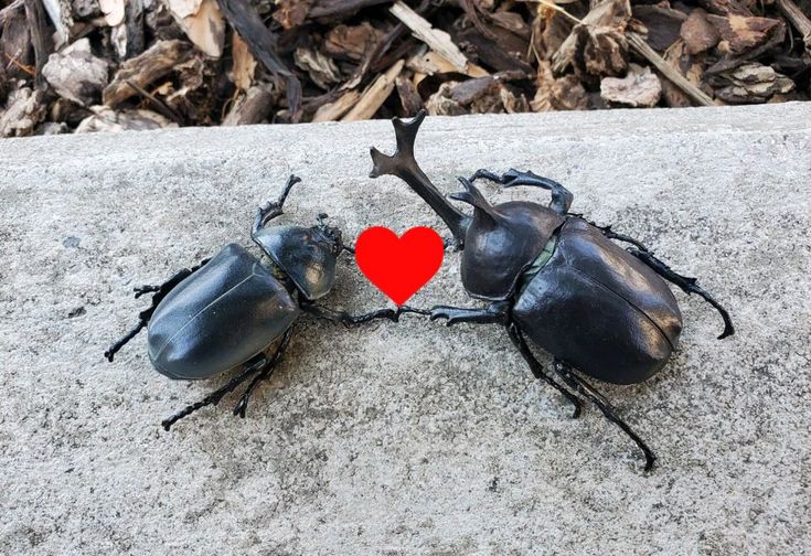 𝐍𝐄𝐖 𝐈𝐍𝐒𝐓𝐀𝐆𝐑𝐀𝐌 𝐏𝐎𝐒𝐓  ;

@-AnnieLannie posted :

          🪲🩷🪲