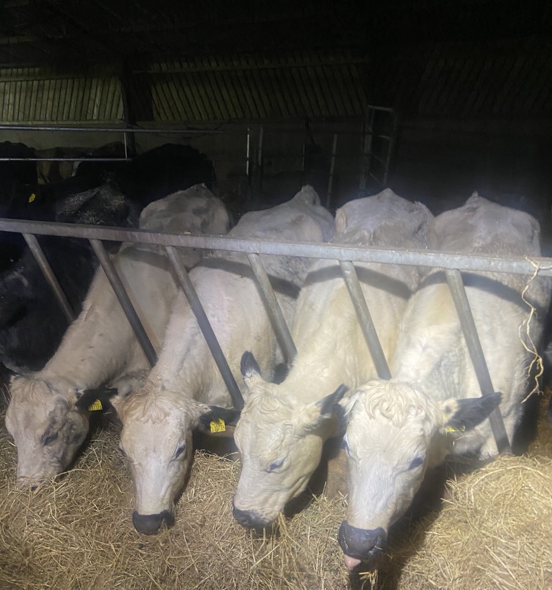 sussexfarming's tweet image. Sisters doing this #cows