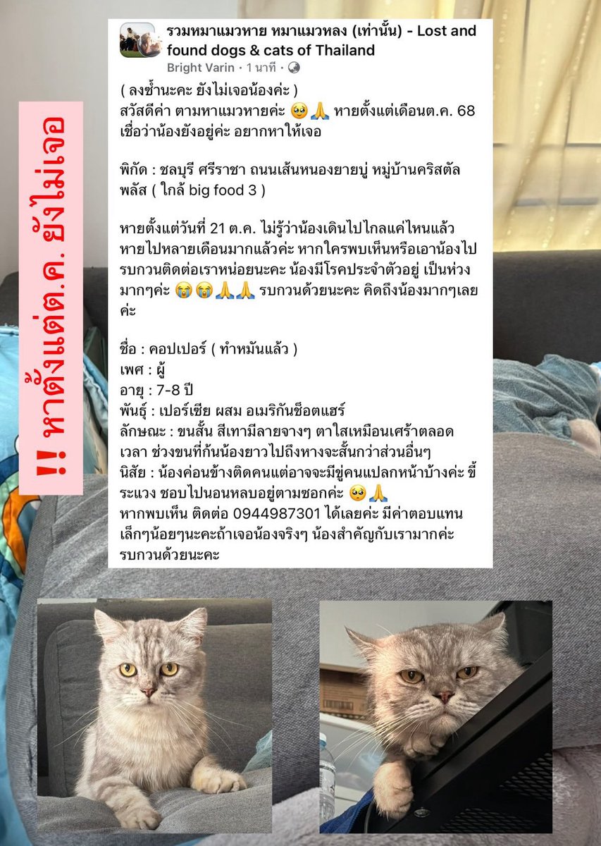 #ตามหาแมวหาย #ชลบุรี 
ตามหามาหลายเดือนแล้ว หายตั้งแต่เดือนต.ค. 68 เชื่อว่าน้องยังอยู่ค่ะ อยากหาให้เจอ ชื่อ คอปเปอร์ มีค่าตอบแทนให้เล็กน้อยสำหรับคนที่เจอน้อง ติดต่อแจ้งหลักฐานเบอร์ / ไลน์ : 0944987301 ( ไบร์ท )