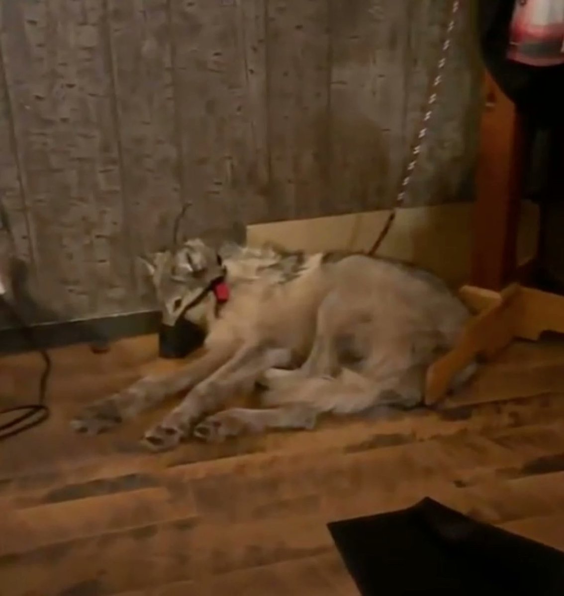 The prosecutor of Cody Robert' case Clayton Menlinkovich claims there is no evidence to prove the cruelty was committed, never mentions the video which was in position of Wyoming Game &amp; Fish.  Thousands of people have seen it, it should be the ample evidence. Where is it? What