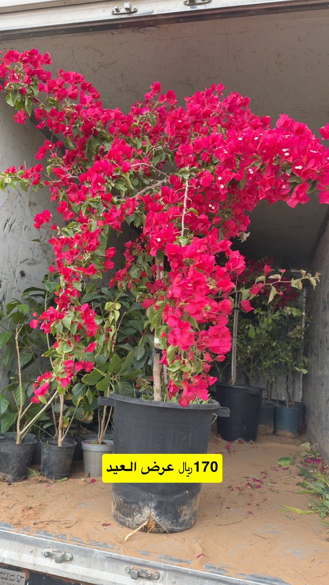 سليمان السهلي tweet media