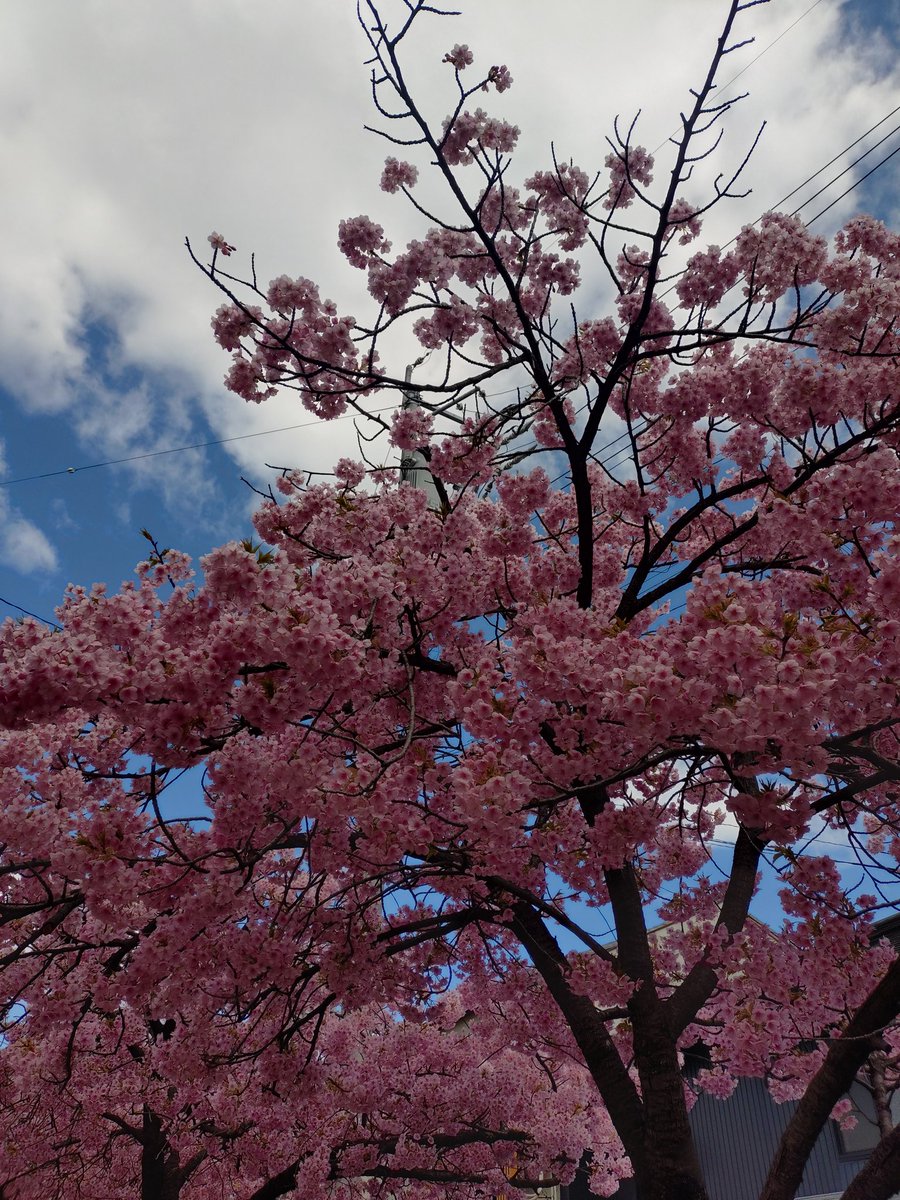 KPi90702767's tweet photo. 河津桜が満開😌 ＃桑名 https://t.co/drRwUDGQZy