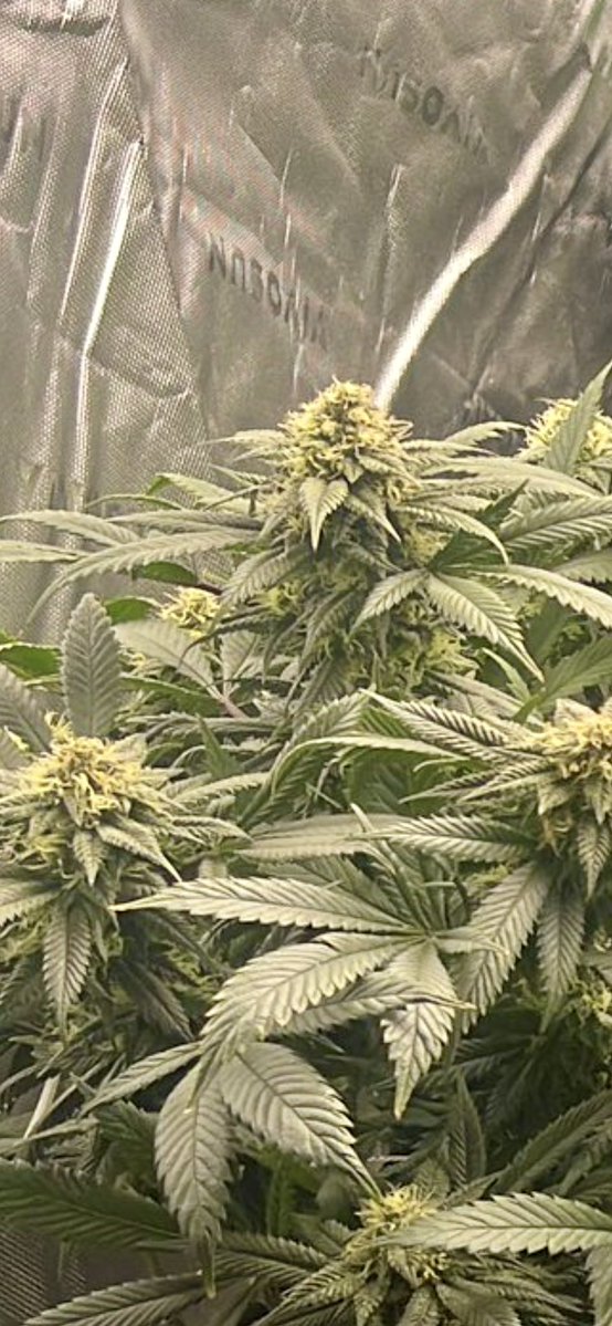 OldSchoolChronic tweet media