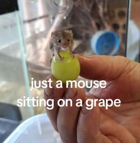 burnster tweet media