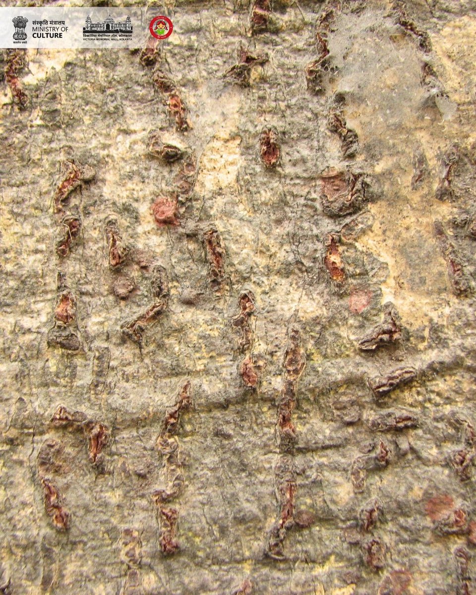 victoriamemkol's tweet photo. #TreeoftheMonth – March 2026
Sterculia foetida
Common names – Baksa badam, Jangli badam, Indian almond.
This fast-growing indigenous tree, native from Eastern Africa to Northern Australia and South-east Asia, is currently in flower beside the East Gate of #VictoriaMemorialHall. https://t.co/orrhabcTD2