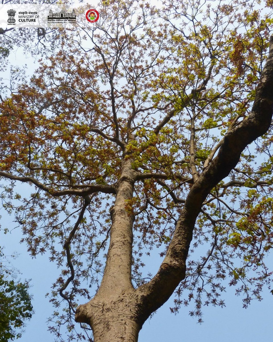 victoriamemkol's tweet photo. #TreeoftheMonth – March 2026
Sterculia foetida
Common names – Baksa badam, Jangli badam, Indian almond.
This fast-growing indigenous tree, native from Eastern Africa to Northern Australia and South-east Asia, is currently in flower beside the East Gate of #VictoriaMemorialHall. https://t.co/orrhabcTD2