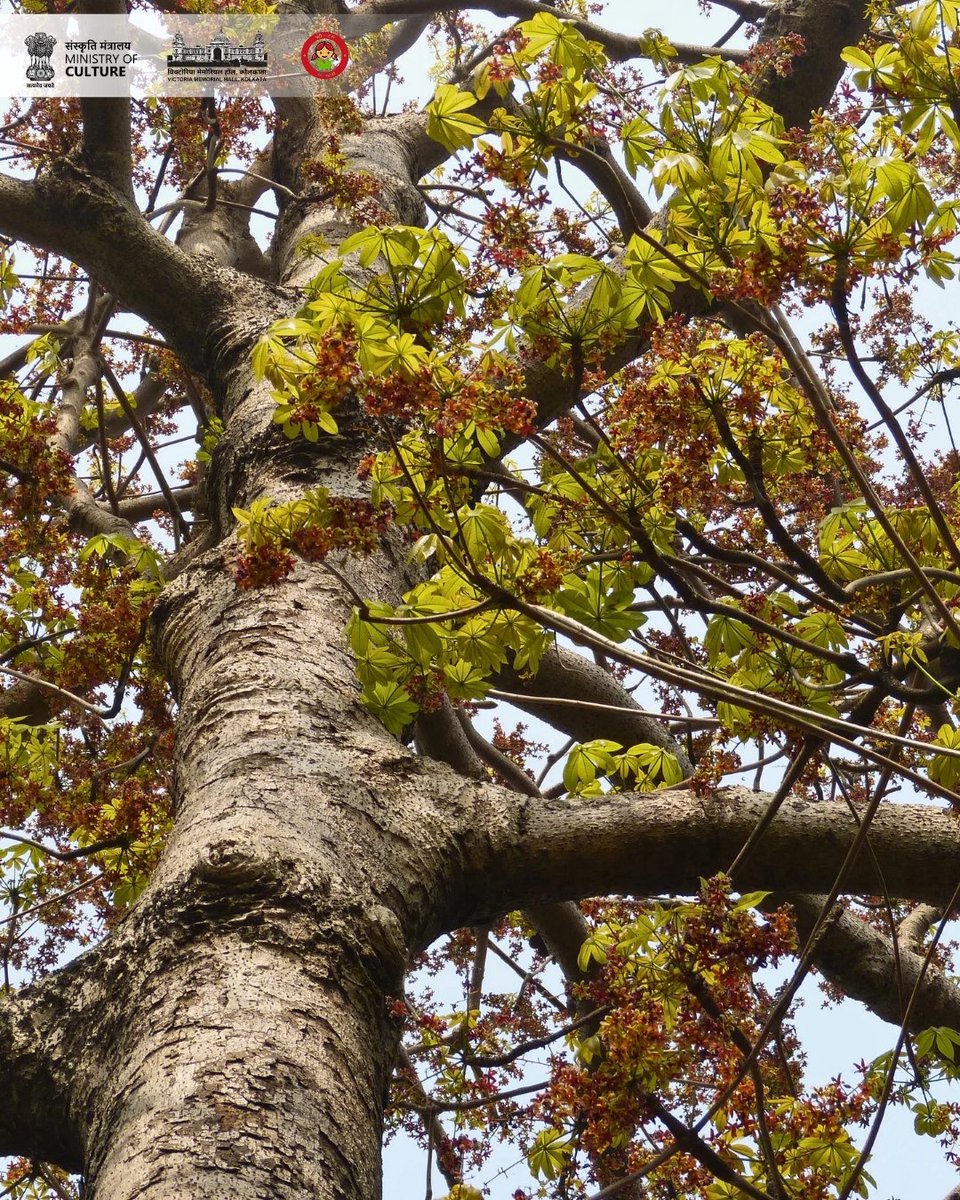 victoriamemkol's tweet photo. #TreeoftheMonth – March 2026
Sterculia foetida
Common names – Baksa badam, Jangli badam, Indian almond.
This fast-growing indigenous tree, native from Eastern Africa to Northern Australia and South-east Asia, is currently in flower beside the East Gate of #VictoriaMemorialHall. https://t.co/orrhabcTD2