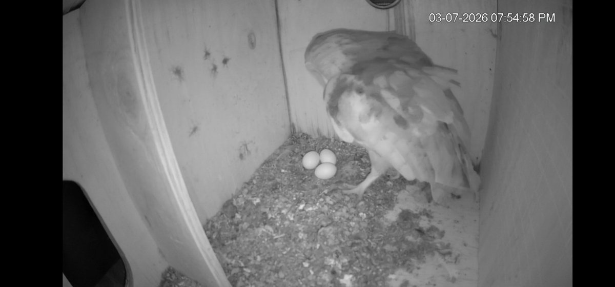DesertCryptoAnt's tweet photo. The egg count is now 3!!! https://t.co/wZCkdPru3L https://t.co/jnZoY1U9cm