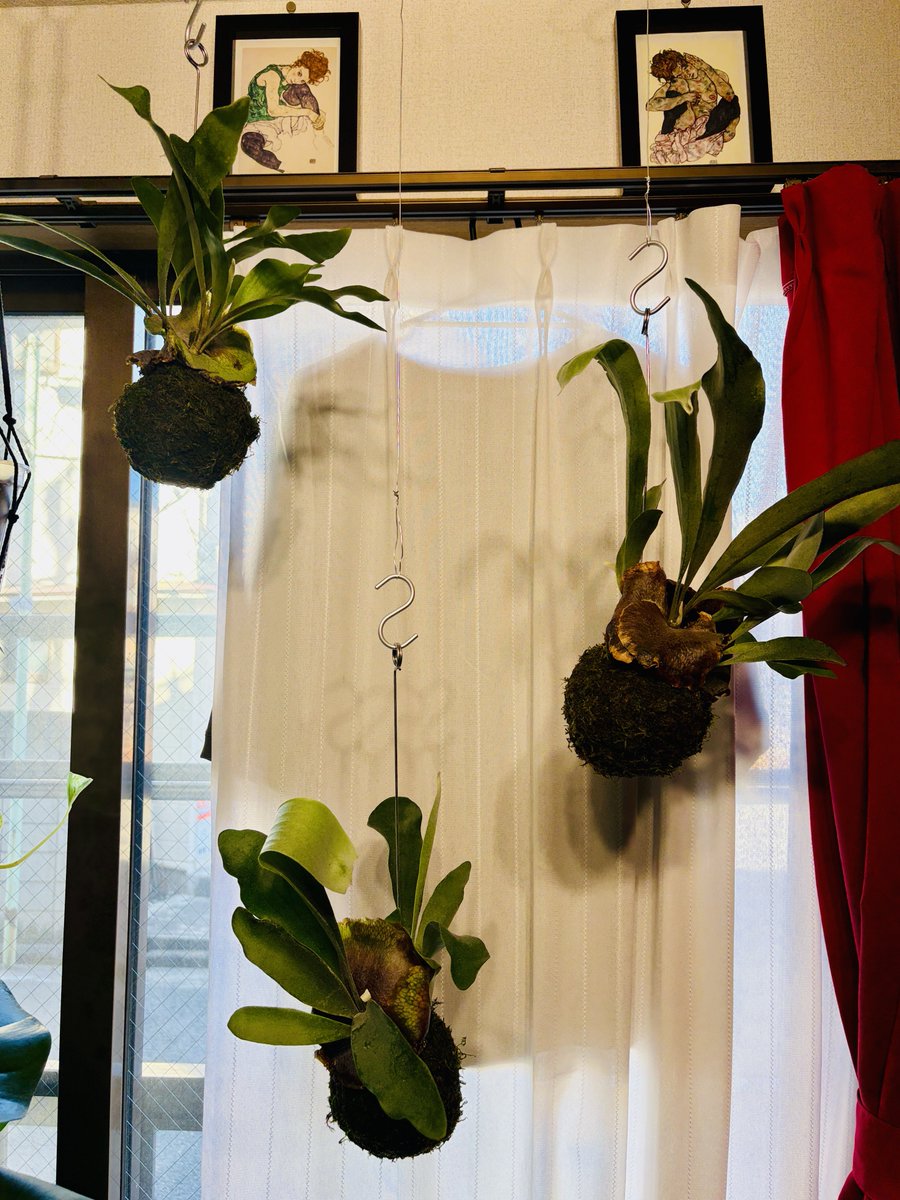 dekalog_'s tweet photo. 苔玉ビカクシダにぬまったw一気に3つも買っちゃった。初心者なのにぜんぶ枯れたらどうすんだよ。でもこの浅岡園芸さんの苔玉ビカクシダがかわいくて https://t.co/hxB6YyMn1M