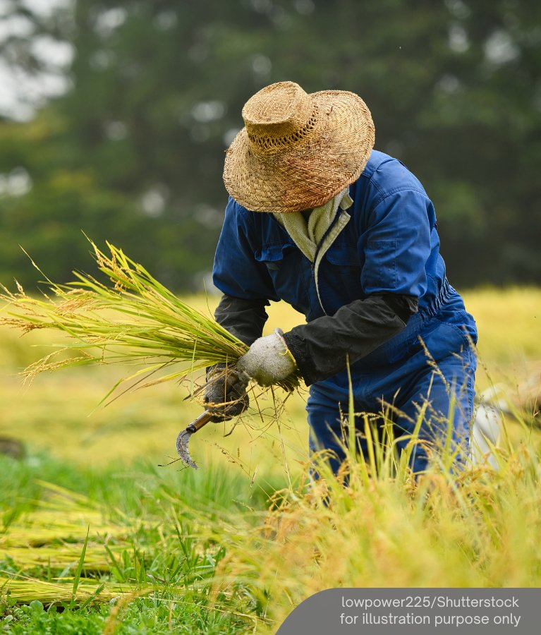 Raising Rice The government approved RM45 mil for a Muda Agricultural Development ...