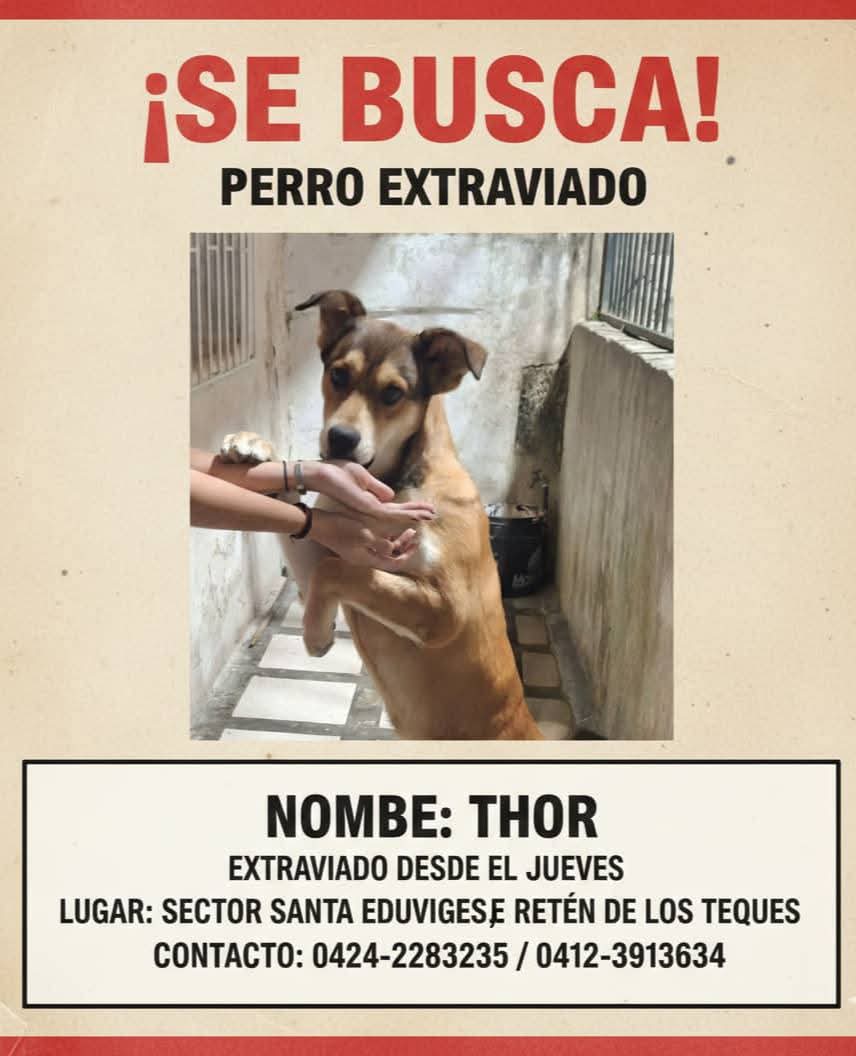 Se busca en Los Teques