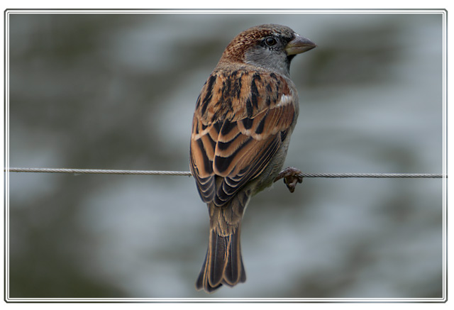 photos_dsmith's tweet image. A common #sparrow sits on a wire #fence possibly looking for its next #meal #birdphotography #wildlifephotography shot using my @TamronUK #lens see more #wildlife and other #topics at darrensmith.org.uk/livingthings #picoftheday #PictureOfTheDay #ThePhotoHour #NaturePhotography #nature