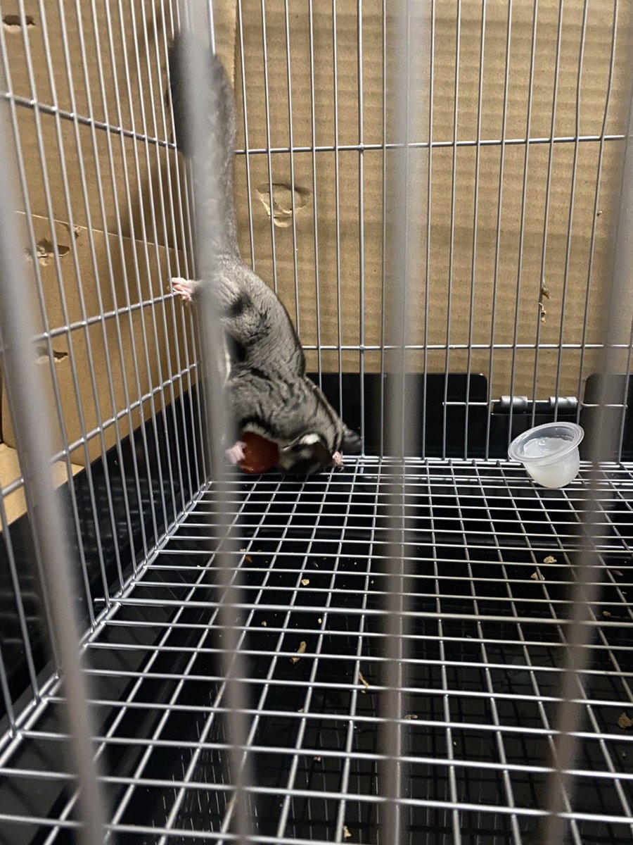 YouTube 実況者プー太郎 tweet media