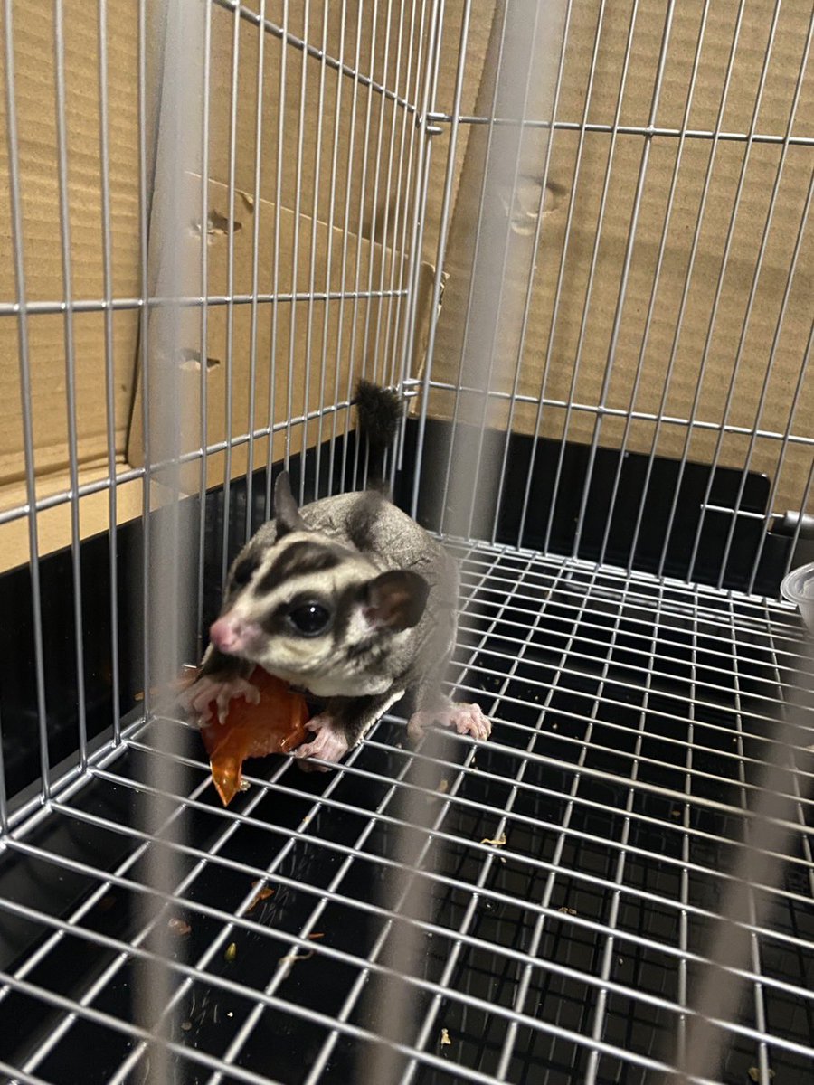 YouTube 実況者プー太郎 tweet media