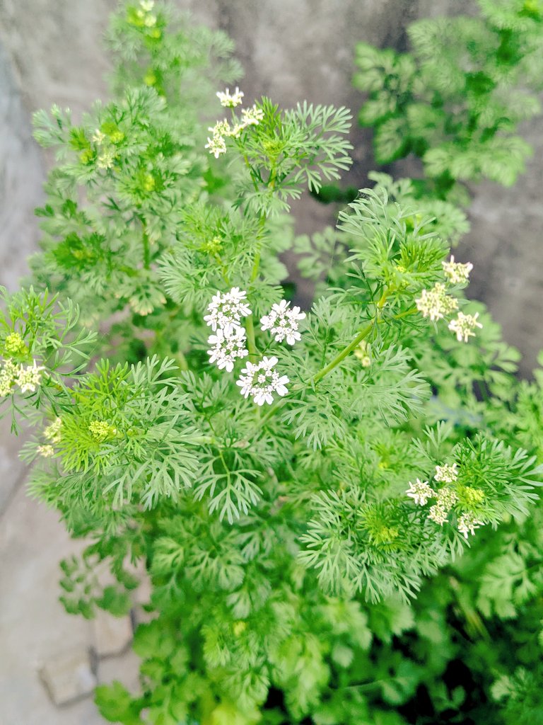 ゆうぱん🐼餌あげ禁止 tweet media