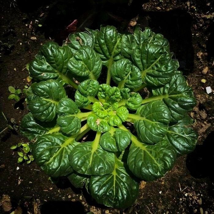 khanifirsyad's tweet photo. Sebelum berkebun, pastikan sudah tau apa jenis sayuran apa yg mau ditanam. Misalnya ini ada beberapa jenis sawi-sawian:

1️⃣ Sawi Pakcoy
2️⃣ Sawi Putih
4️⃣ Sawi Caisim
5️⃣ Sawi Pagoda

Setiap jenis punya ciri khas masing2. Perawatan dan rasanya pun berbeda. 

Berikut gambarannya  🪢 https://t.co/slc115HxUg