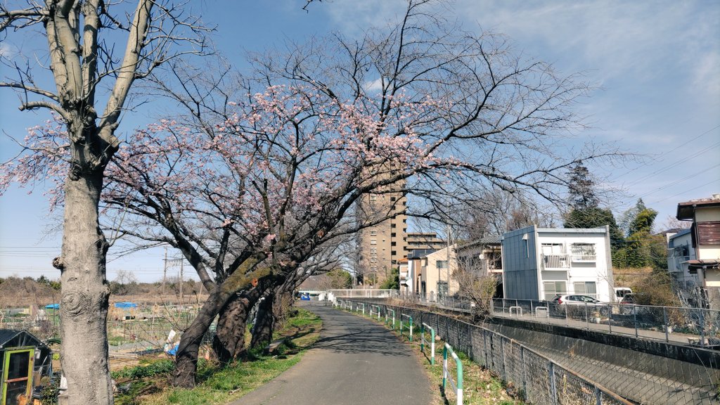 kando42515870's tweet photo. 車で15分くらい走るとこういう用水路沿いの桜がある。だけど９割はまだ咲いてないねー。今日の陽気でもう少し咲くだろうか。 https://t.co/U63zhPBZhs