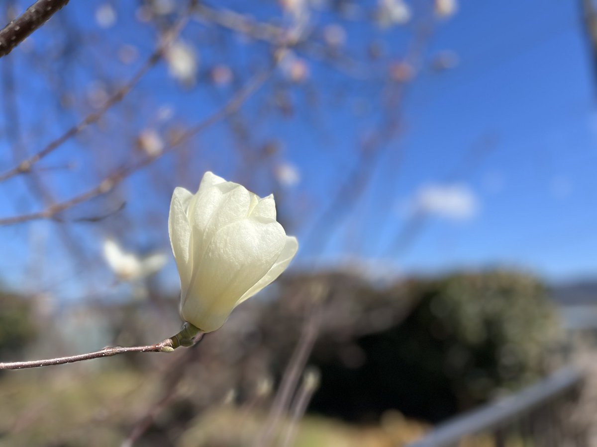 ameoto35's tweet image. うっかり
見逃していた春が
ここにも

#springhascome 
#Japan 
#Flowers 
#poetry