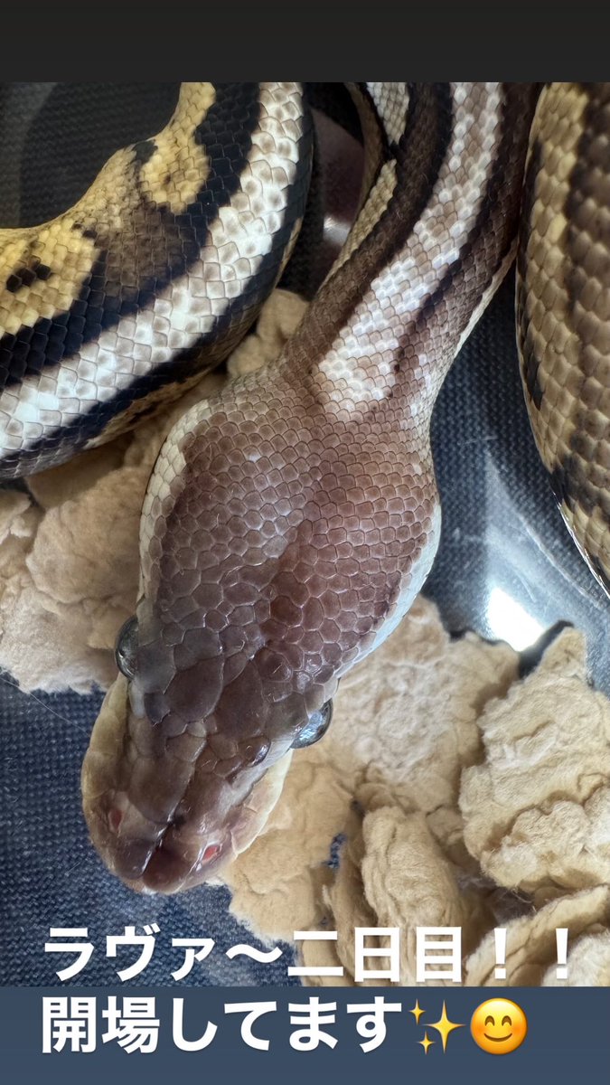 GUNGNIR ANIMALS tweet media