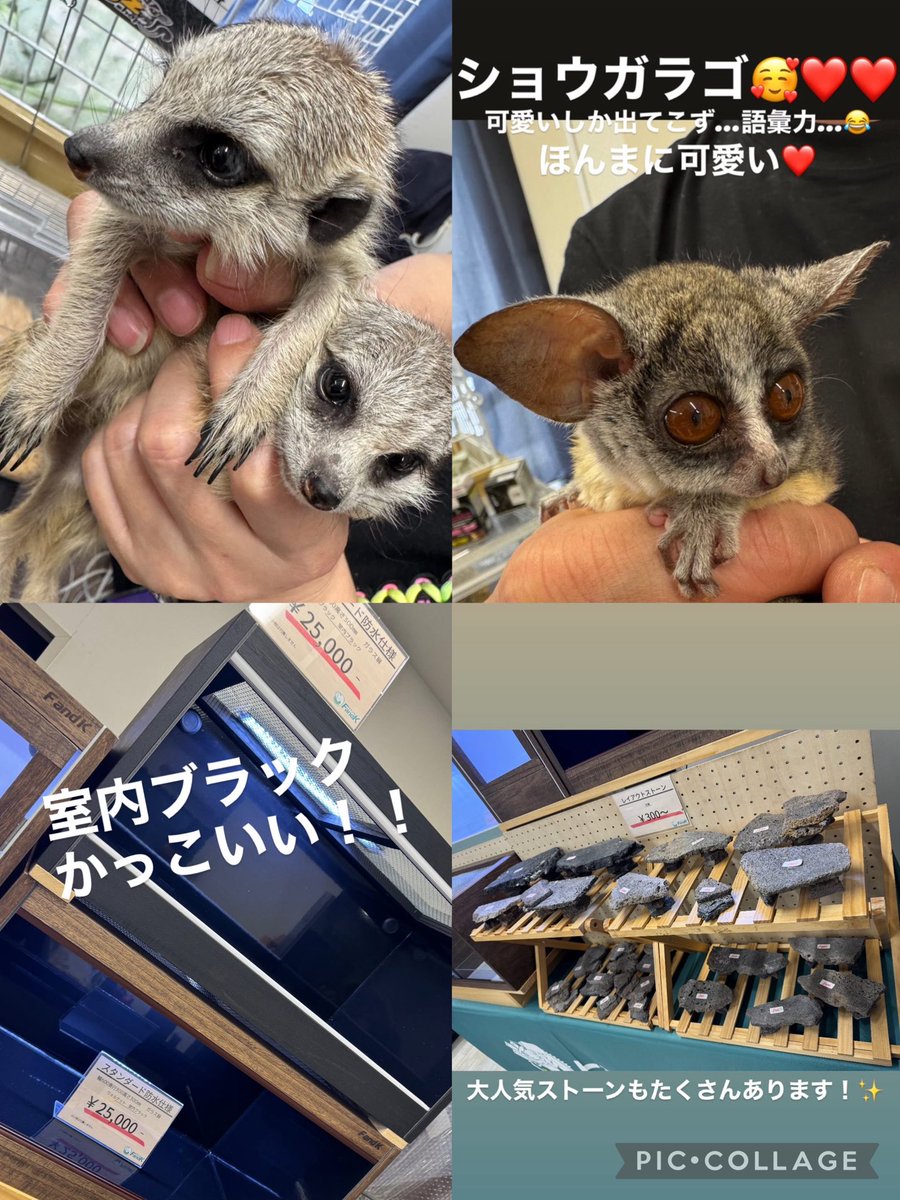 GUNGNIR ANIMALS tweet media