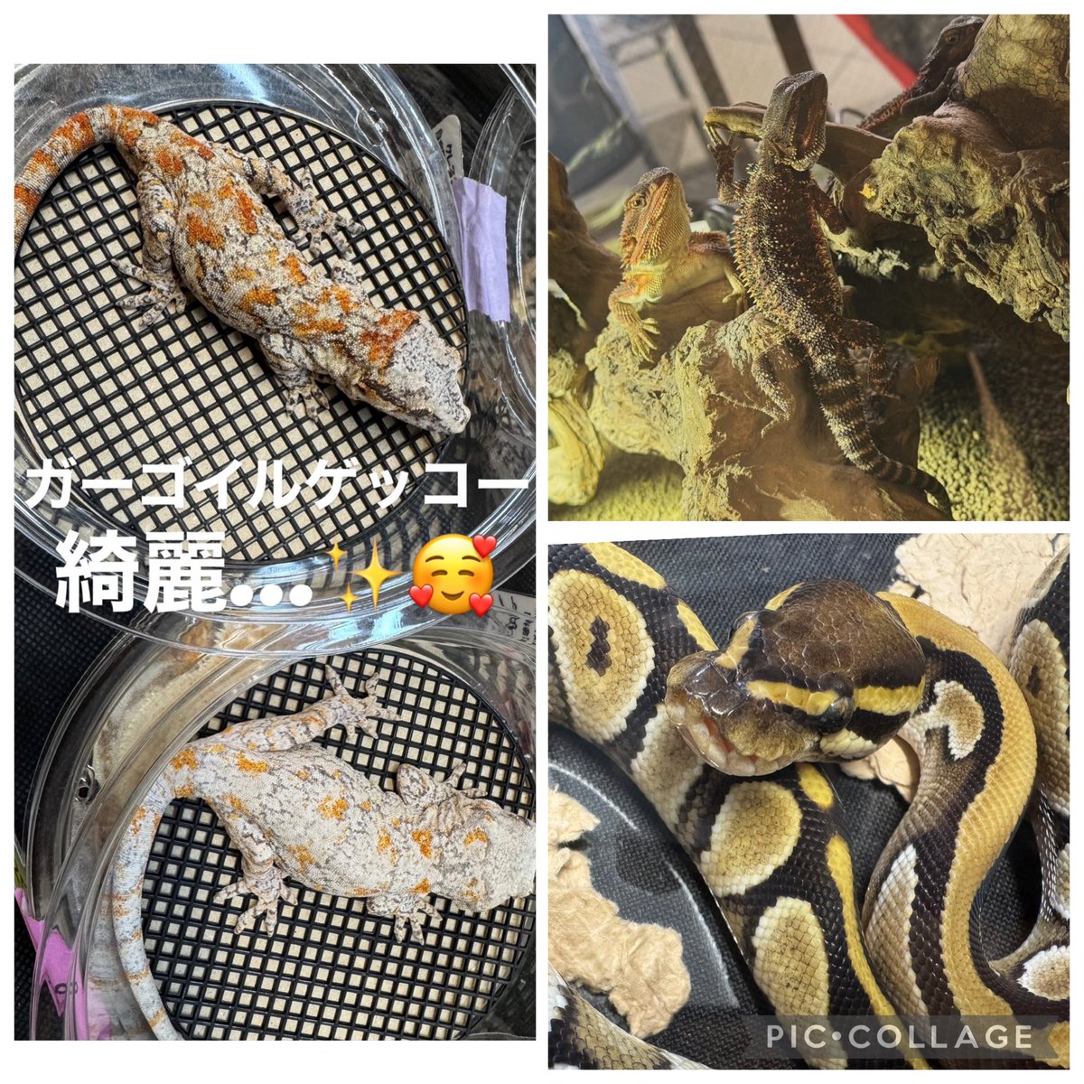 GUNGNIR ANIMALS tweet media