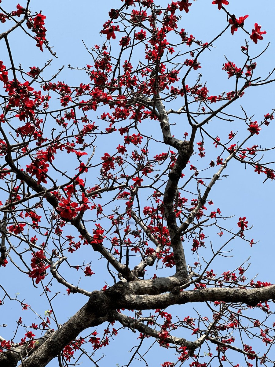 Ramesh Pandey tweet media