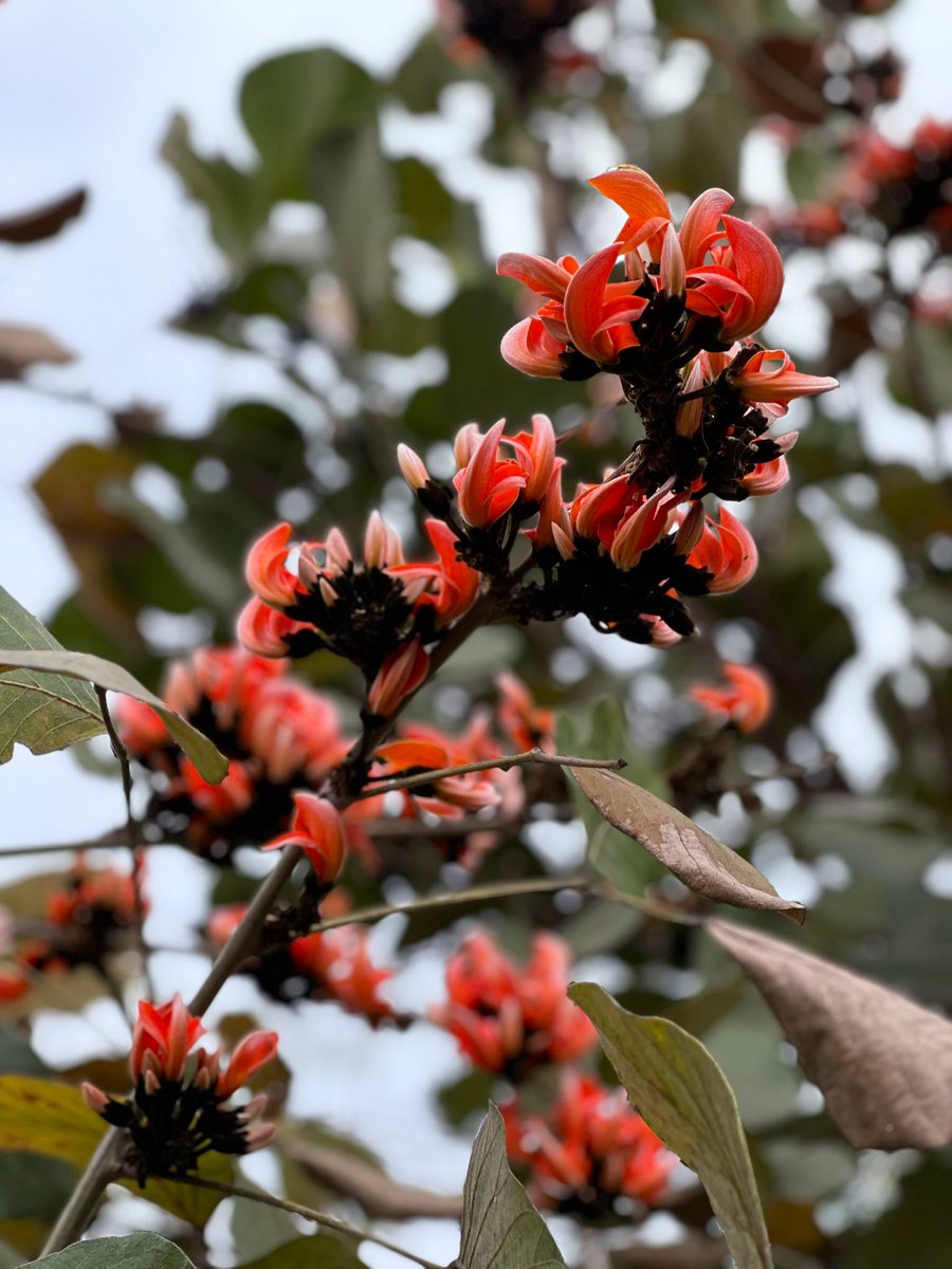 Ramesh Pandey tweet media