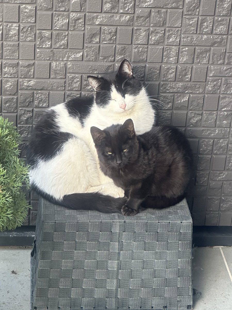 みう⭐︎ tweet media