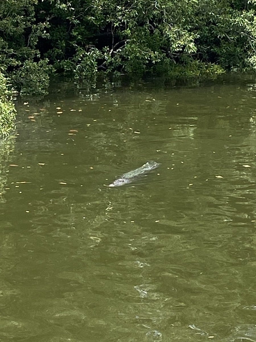 Fantastic to see these and credit to the government for keeping them protected.  Estuarine #crocodiles #Singapore