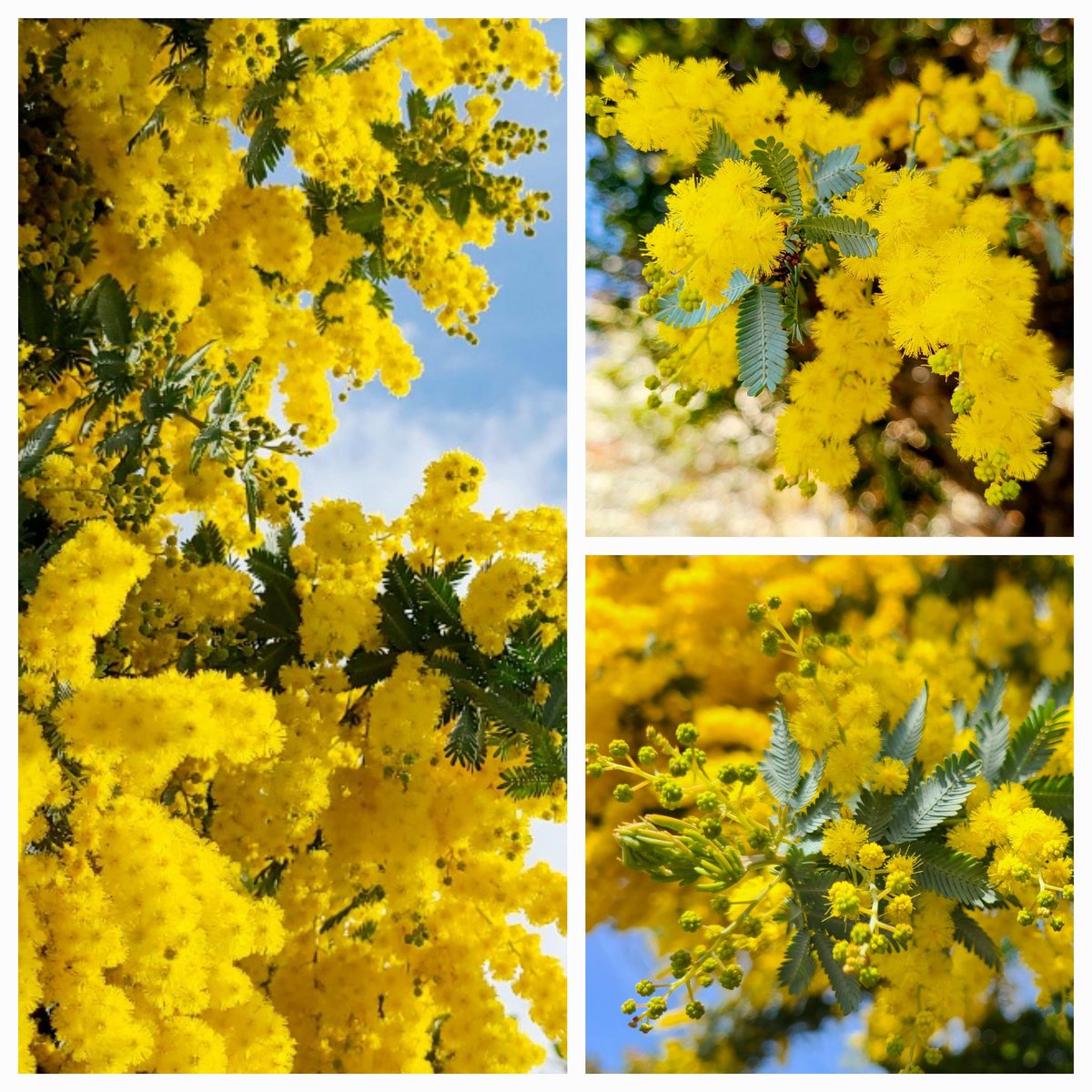 soma☘️ tweet media