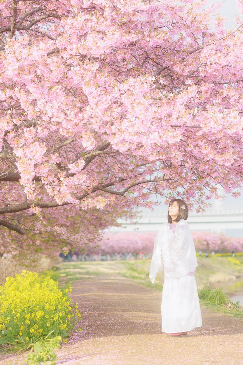 sepia_box's tweet photo. Instagramではまだ冬なので
春投稿！🌸

葉桜ぽこぽこ出てきたけどまだ間に合った〜🌱🌸

久しぶりの なおと📸@mn701033 さんと。
場所知ってる人とだと心強い

ありがとうございました♡

 #河津桜  #ピンク色に染まる春  #菜の花
 #portrait  #桜の小道  #桜ポトレ https://t.co/B6bDR0RgkD