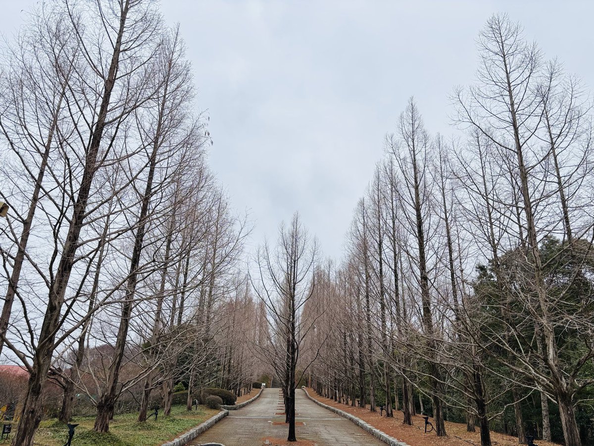 startotanka's tweet photo. 凍空にメタセコイアは春を待つ
レンガ色した一葉も付けず

#短歌写真部　テーマ「植物」 https://t.co/8lyD52lzmm