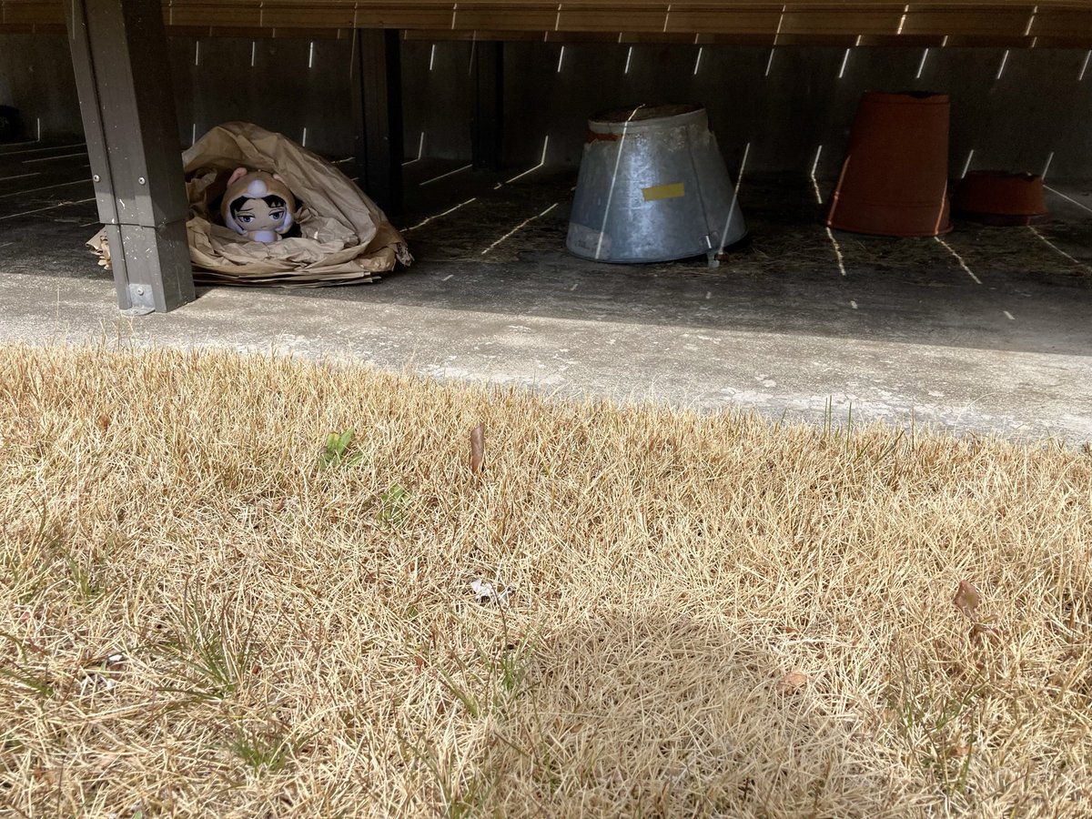 えっ！？野良ぱぴり！？