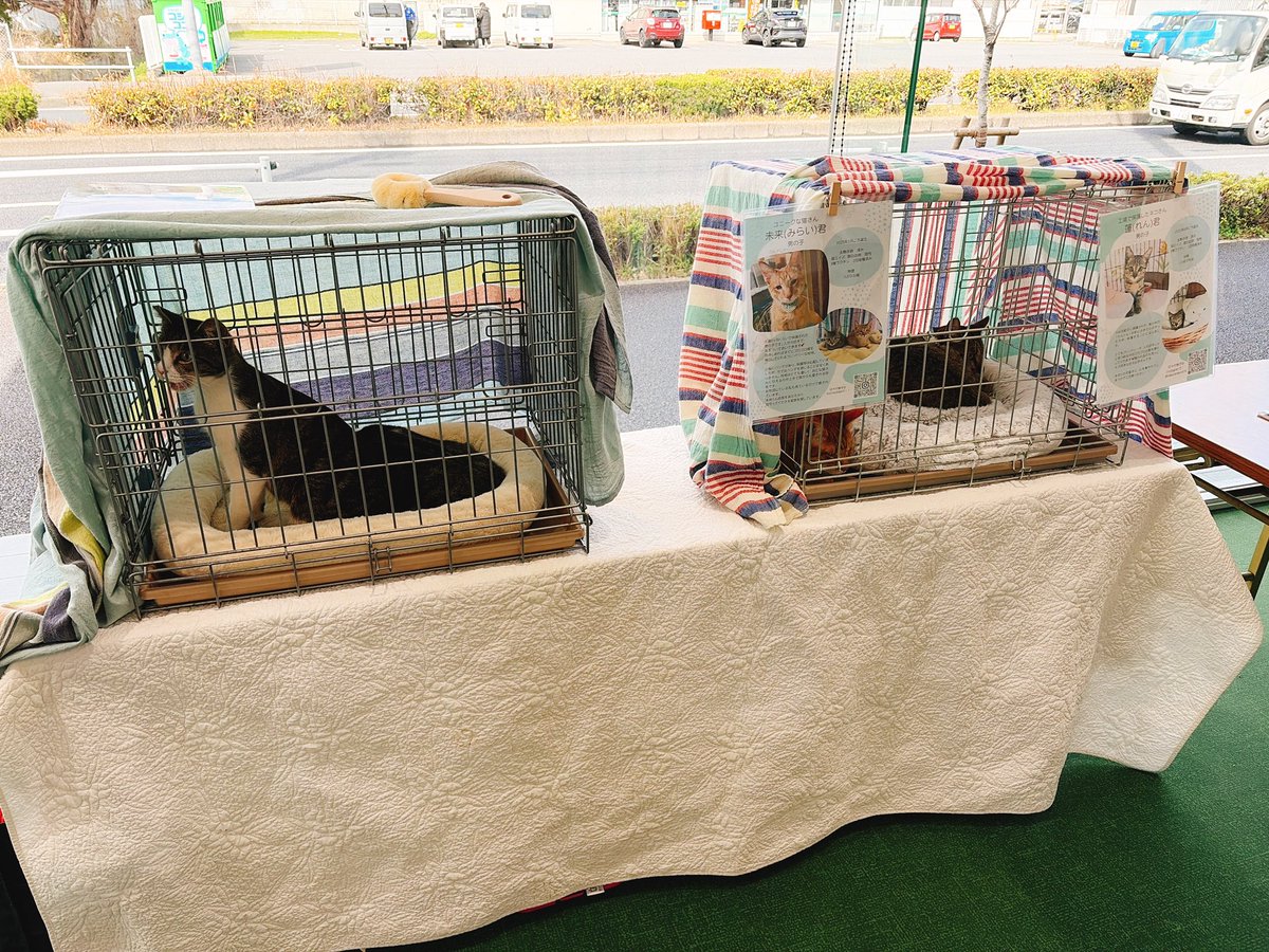 NPO法人えんねこ tweet media