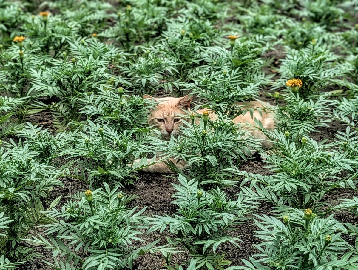 旅丸sho🎒旅する経営者 tweet media