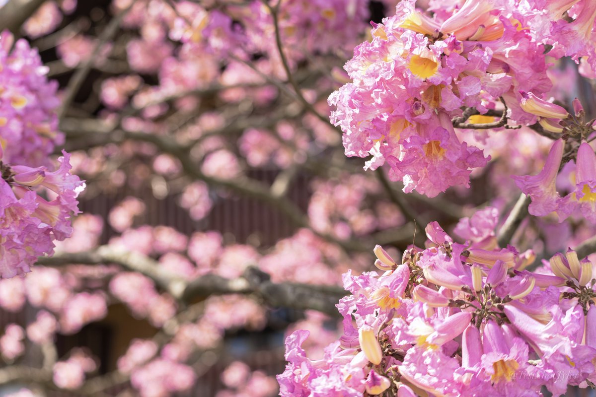 Test Shot Tyler tweet media