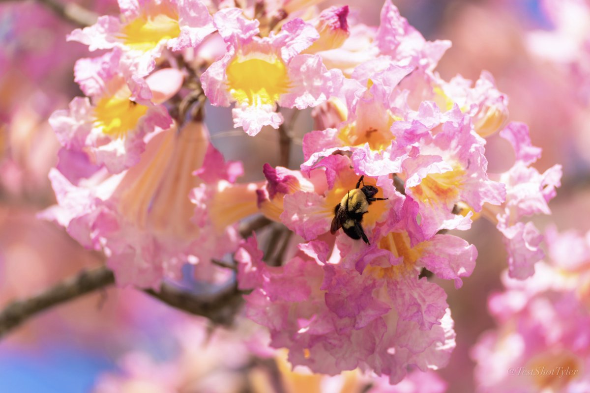 Test Shot Tyler tweet media