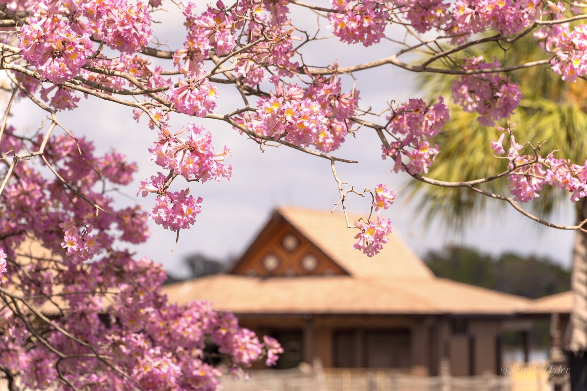 Test Shot Tyler tweet media