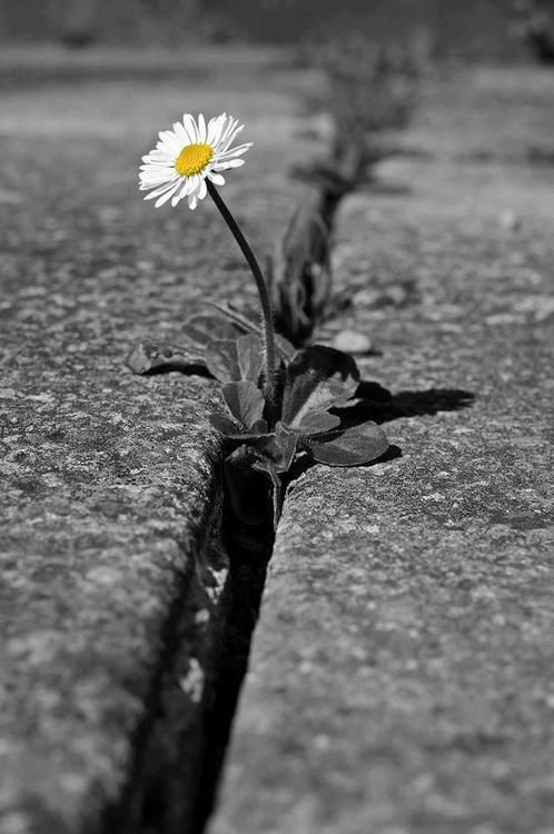 SolLunayCielo tweet media