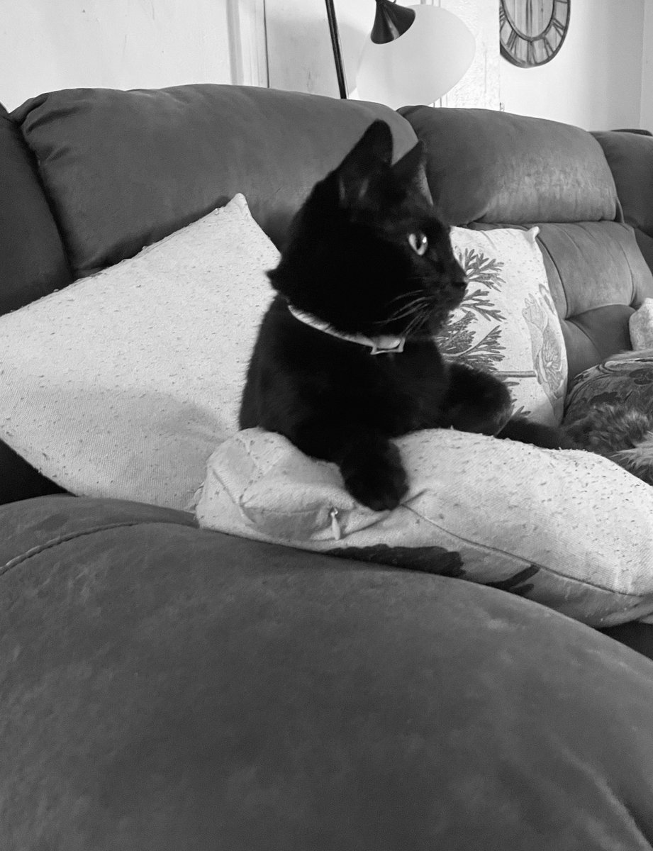 Kokiri Kid 07 tweet media