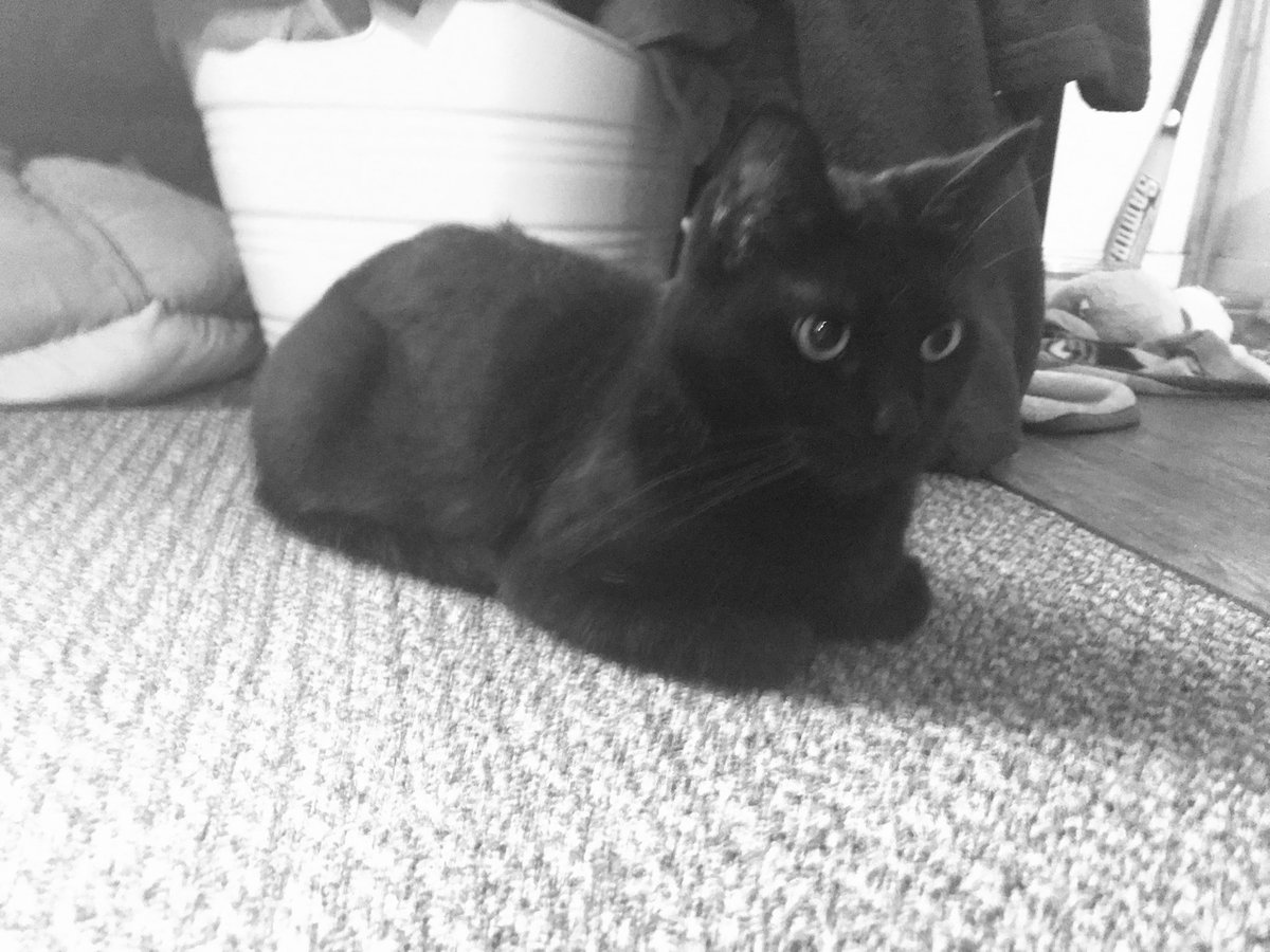 Kokiri Kid 07 tweet media