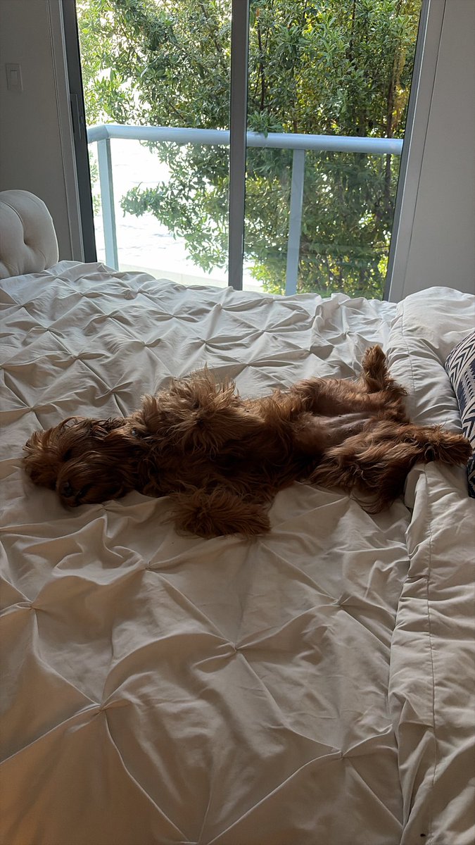 chemation's tweet photo. @m_franceschetti @m_franceschetti very cool. What happens when my dog crashes my bed while I sleep? (and she will 😁)
Can you isolate that noise?  (Happy to volunteer for R&amp;D or study if you need it.

https://t.co/ymUdX39BxA https://t.co/ozGVEh0GnN