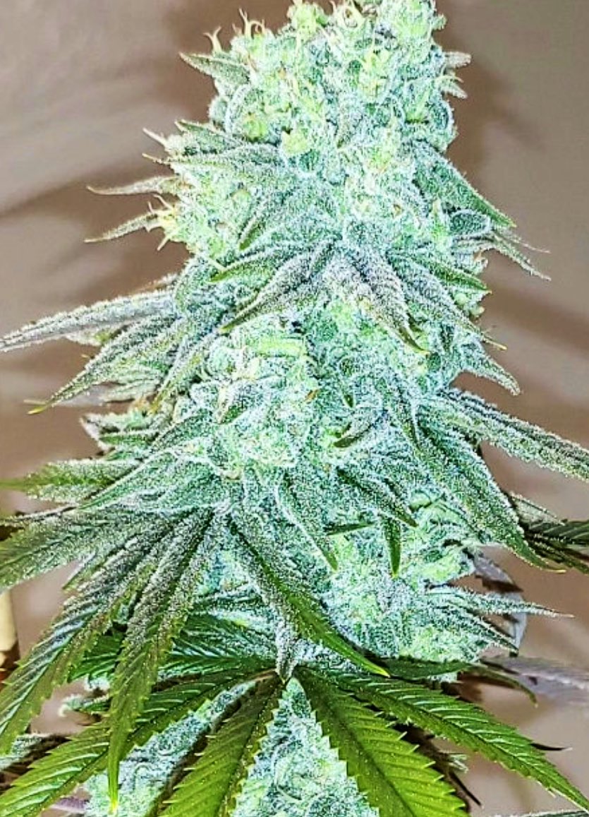 OldSchoolChronic tweet media