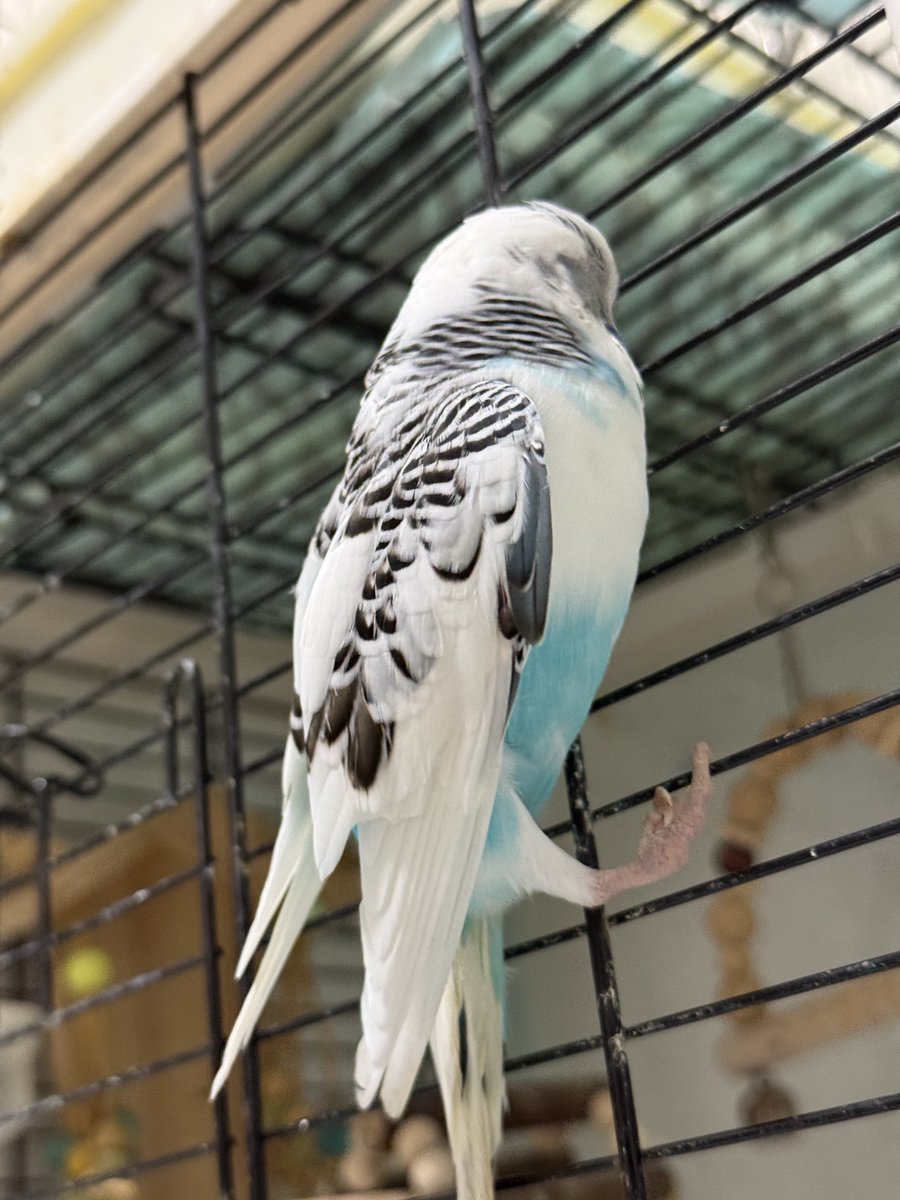 ettese's tweet photo. 需要放假但討厭放假
放假永遠沒好事

（早上點鳥名發現少一隻）
（翻天覆地發現卡在娃假髮後面腳抓不住出不來）
（天生殘疾小時候有特訓可以飛但只有一隻腳能抓）
（大爆吃ing）
（收拾房間ing） https://t.co/kWwvA4RkgJ