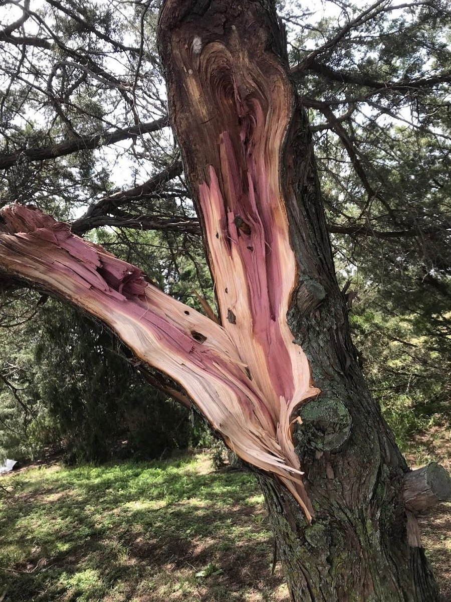 ирис tweet media